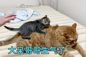 小奶猫来了之后肥猫都瘦了，从赵十七要变成赵十六了！视频封面