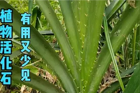 被称为植物活化石的露兜，包粽子好吃又有高价值，你身边有吗视频封面