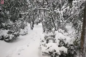 初雪邂逅立冬 金佛披上银装图片