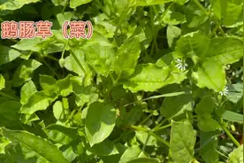 身边的草药（117续），鹅肠草，还可治疗小儿疳积痔疮肿痛视频封面