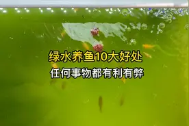 绿水养鱼的10大好处，养鱼新手用绿水养鱼更加轻松驾驭，干货分享
