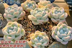 怎样把多肉养得胖嘟嘟？把我多年的养护经验分享给大家，建议收藏视频封面