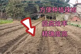 农村整理种植辣椒的土沟，要记住这些技巧，方便后期种植辣椒视频封面