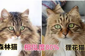 我家狸花猫和俄罗斯森林猫，其相似度高达80%视频封面