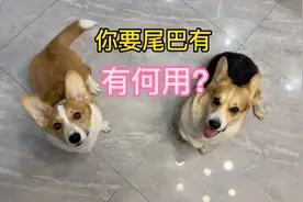 有尾巴的柯基部好看，拉去断尾！视频封面