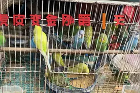 虎皮到紫蓝金刚鹦鹉记录第1集，逛小县城花鸟市场，采购虎皮鹦鹉视频封面