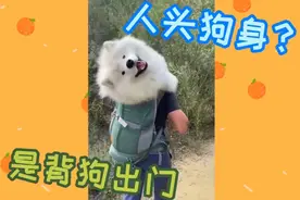 如何优雅地带狗出门玩？养狗人士各显神通，谁的方式最好视频封面