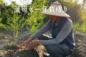 种芦笋《栽培一年》培土～施肥～留母枝～一系列工作为收粗壮芦笋视频封面