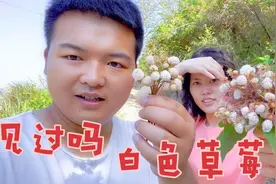 绵阳的媳妇头一次见白草莓，富贵给她摘了一大把，她却不敢吃视频封面