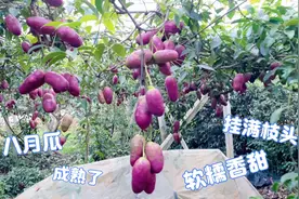 八月瓜成熟了，挂满枝头，软糯香甜视频封面