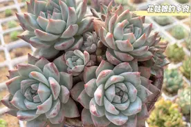美不美看大腿——八颗有颜有身材的大粗腿多肉惊艳亮相！视频封面