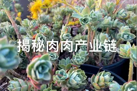 揭秘肉肉产业链，展示多肉产销一体化，还有所谓直播是怎么回事？视频封面