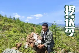 大叔去山里挖茯苓，扒开泥土茯苓一个接一个，不一会就收获上千斤视频封面