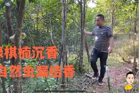 海南绿奇楠沉香已种植6年以上，而且是虫漏结香，这些树价值多少视频封面