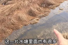 农村人在水沟边发现一个洞，拿喝剩下的饮料倒入洞里，眼界大开视频封面