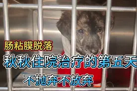 秋秋住院治疗的第五天， 肠粘膜脱落，压力再大也不能放弃，加油视频封面
