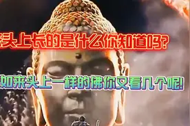 为什么如来头上长像黑葡萄一样的东西，那是什么呢！视频封面