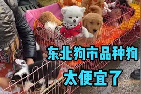 东北狗市品种狗价格便宜，柯基800金毛600泰迪500太可爱引来围观视频封面