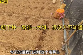 种毛芋头时芽朝下种一窝结一大堆!掌握关键种法，芋头个个粗又大!视频封面