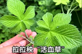 拉拉秧人称“活血草”，生活中有3个妙用，看看对你有帮助吗？视频封面