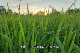 一只羊的故事视频封面