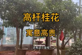 高杆桂花树种在家里寓意高贵典雅，开花香味十足真正的别墅首选视频封面