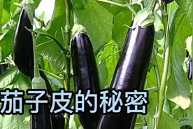 茄子皮要不要吃，老茄子最好不吃视频封面