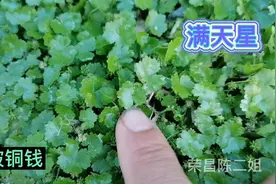 农村被叫做“满天星”的这种野草，有股特殊的香味，你见过吗？视频封面