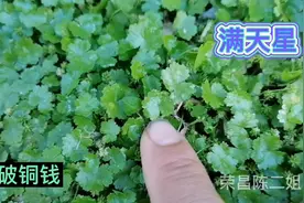 农村被叫做“满天星”的这种野草，有股特殊的香味，你见过吗？视频封面