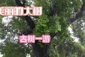 古树的春天，让我们一起观赏春天的古树风茂，让春天温暖我们的心视频封面