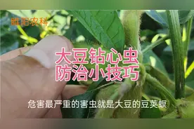 大豆钻心虫，防治有技巧，这个时间打药效果好视频封面