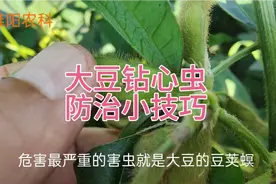 大豆钻心虫，防治有技巧，这个时间打药效果好