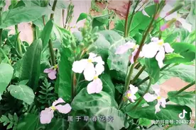 第一次吃诸葛菜，没想到这种野菜还挺好吃！视频封面