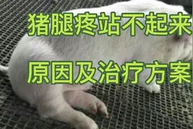 关于猪腿疼站不起来原因分享视频封面