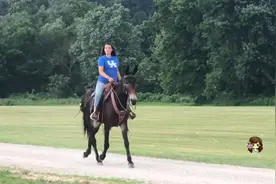 美国小姐姐骑骡子(Mule) | 骡子内心很骄傲 | 美国社会见闻视频封面