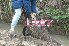 在小溪里放了几个捕鱼神器，广东小伙一大早就去看，结果意想不到视频封面