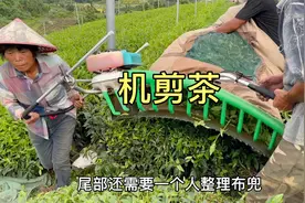 机器采茶你见过吗？一天能采10000斤，原来茶叶还能这样采视频封面
