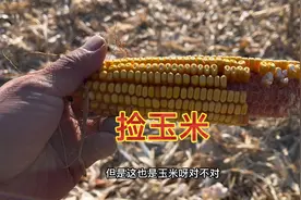 金黄的玉米棒真招人稀罕啊！原来捡玉米还有这么多的说法？视频封面