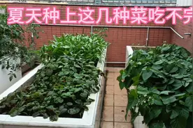 楼顶种菜，夏天种上这几种青菜，不愁没菜吃视频封面