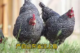 新手入门养殖业，推荐5种市场最为畅销的土鸡品种，你都认识几种视频封面