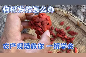 枸杞到底咋保存，发黏咋办！看枸杞种植户这几招，放一年不会发黏视频封面