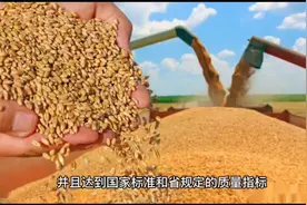 很多人问玉米从哪收的，给大家普及下。视频封面