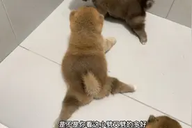 出生22天的小柴犬，开始学习走路，每走两步就一个劈叉，太萌了！视频封面