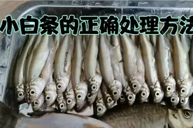小白条好钓又好吃，处理方法你真的会吗？这样处理一刀搞定。视频封面