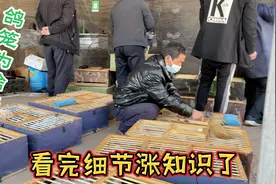 500公里比赛集鸽需要注意的要害细节是什么？村官：我有实战经验视频封面