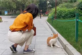 黏人又傲娇的公园流浪猫①，这半推半就的矜持劲儿哟喂～🐱视频封面