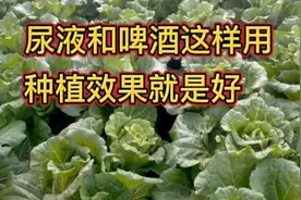 尿液和啤酒这样来用，生根壮苗肥效高，种啥菜也长得好视频封面