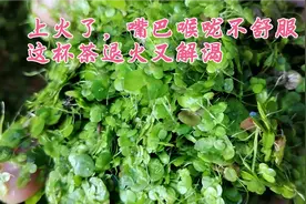 上火了，嘴巴喉咙不舒服，一杯清热健康养身茶，清爽又解渴！视频封面