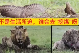 曾经威慑四方的狮王晚年过着凄惨生活，为了有口饭吃，放下了尊严视频封面