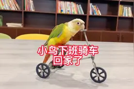 这样的小鹦鹉🦜你想不想要，想要的评论区打出来，我告诉你视频封面